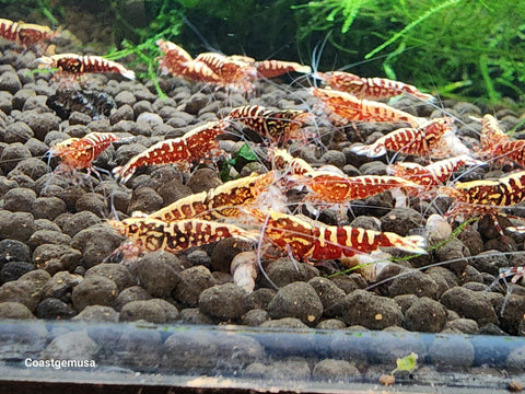 Live Freshwater Aquarium Shrimp Red Galaxy Pinto (Caridina)(FS-008) 30/SET,50/SET