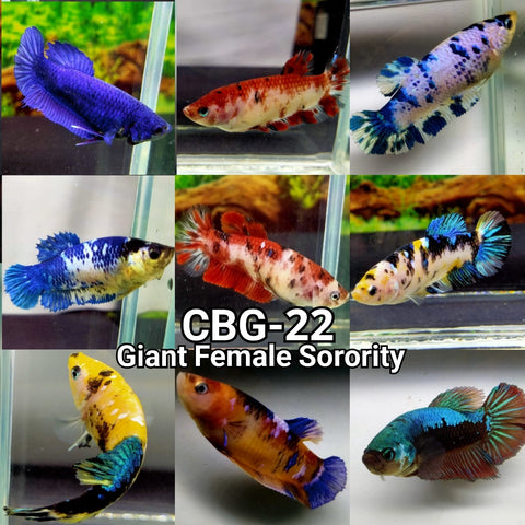Live Freshwater Fancy Betta Female Giant Galaxy Sorority Mix Plakat (CBG-022)- 5/SET