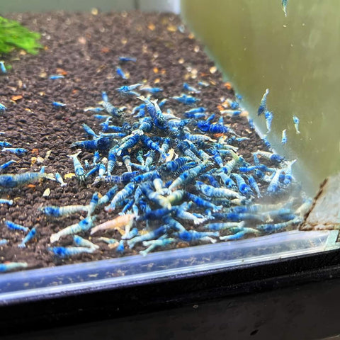 Live Freshwater Aquarium Shrimp Taiwan Bee Blue Bolt S, SS Grade (Caridina sp.)(FS-034) 30/SET,50/SET