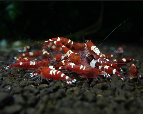 Live Freshwater Aquarium Shrimp Red King Kong (Caridina sp.)(FS-035) 30/SET,50/SET,100/SET