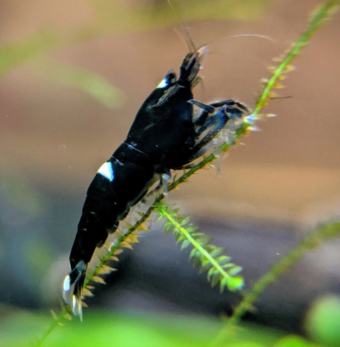 Live Freshwater Aquarium Shrimp Black King Kong Extreme (Caridina sp.) (FS-043) 30/SET, 50/SET