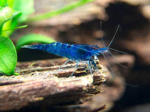 (FS-13) 100 Shrimp - Blue Dream Shrimp