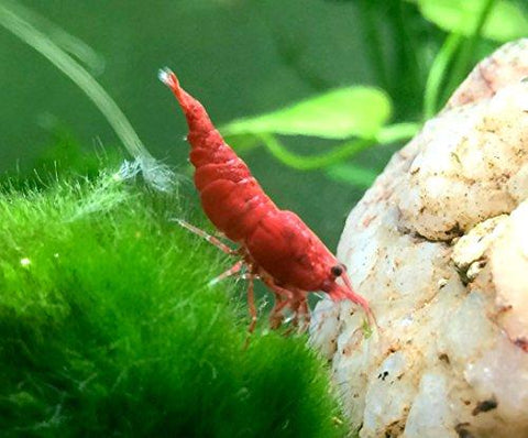 (FS-23) 100 Shrimp - Painted Fire Red Shrimp (Neocaridina sp.)