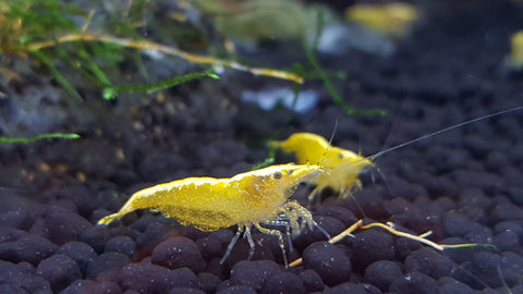Golden Back Yellow Shrimp (Neocaridina davidi)