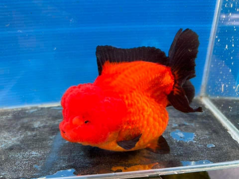 Ordering process + info about our fish