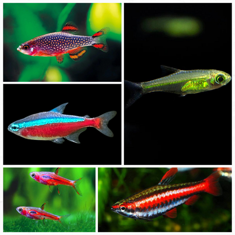 TETRA/RASBORA