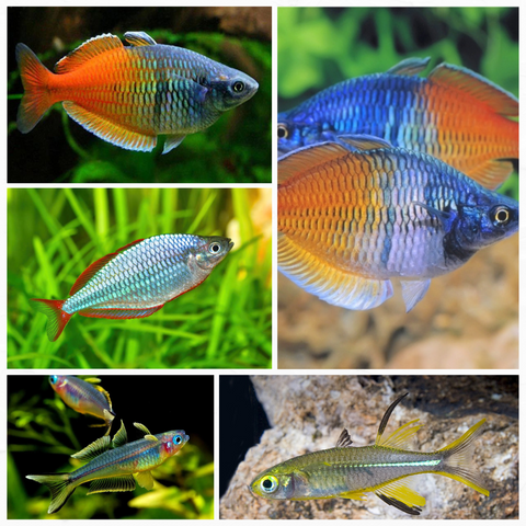 RAINBOW FISH