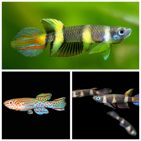 KILLIFISH