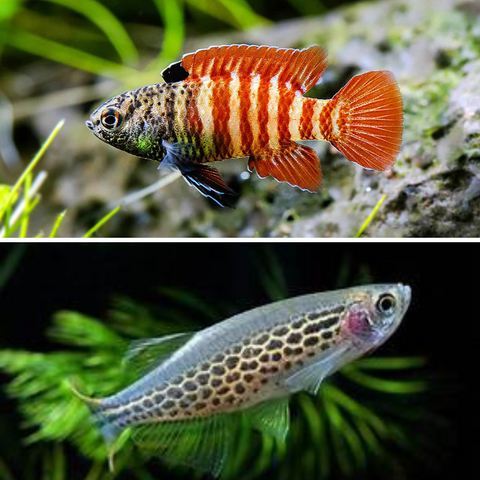 DANIO
