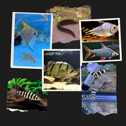 BRACKISH/MISC