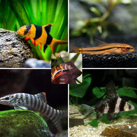 BOTIA/LOACH
