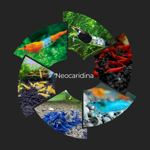 Neocaridina Shrimp