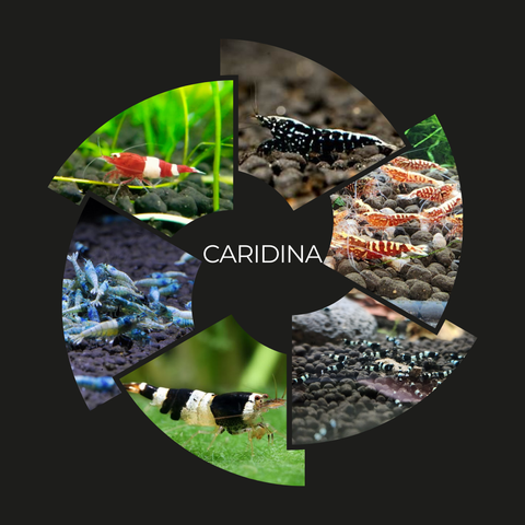 Caridina Shrimp