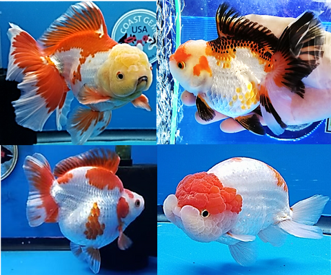 ALL THAI GOLDFISH TYPES