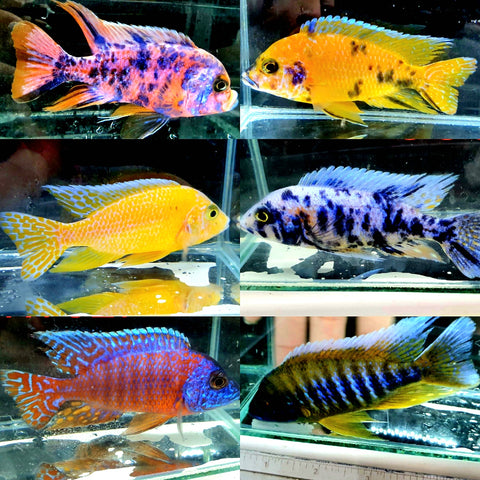 African cichlid - What you see is what you get