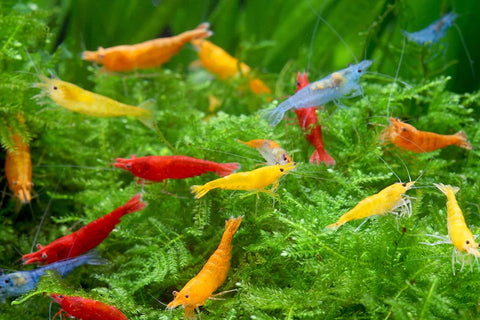 High SSS Quality Shrimp Neocaradina