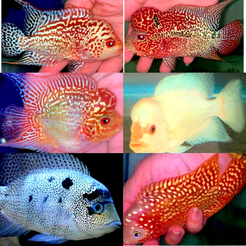Flowerhorn / Hybrids