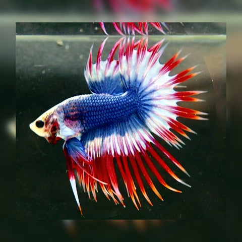 BETTA MALE CROWNTAIL