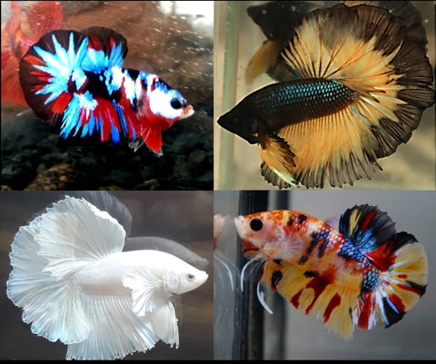 SHOW GRADE MALE BETTA