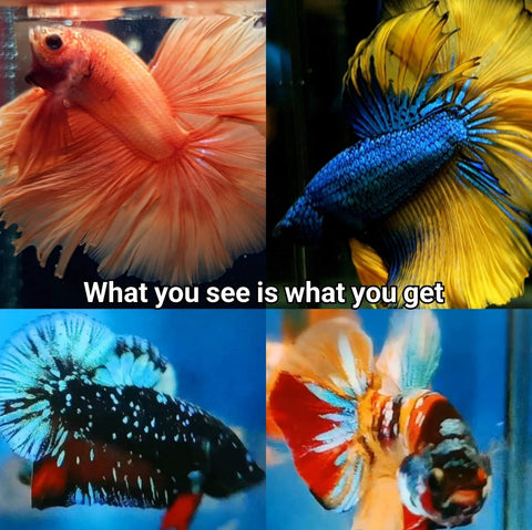 Male Betta Groups - What you see is what you get