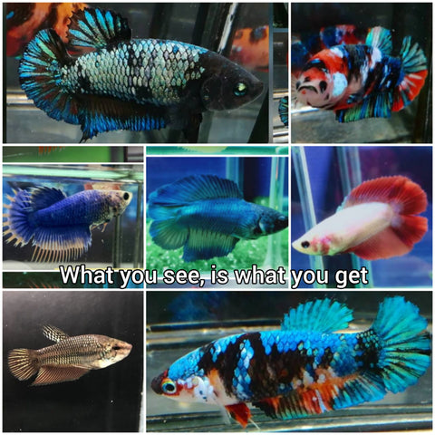SHOW GRADE FEMALE BETTA GROUPS