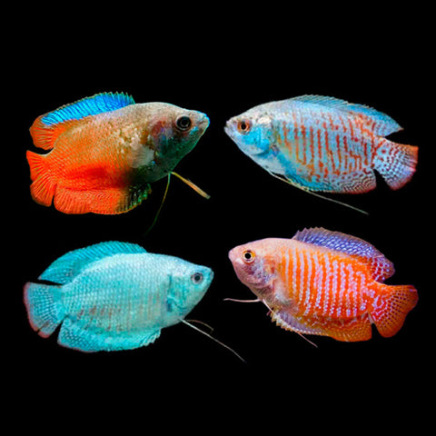 GOURAMI