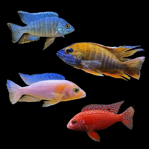 CICHLID