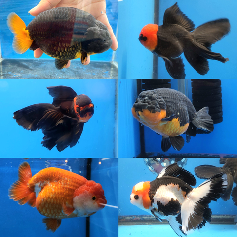 GOLDFISH GROUP - What you see is what you get