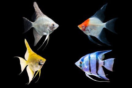 ANGEL FISH