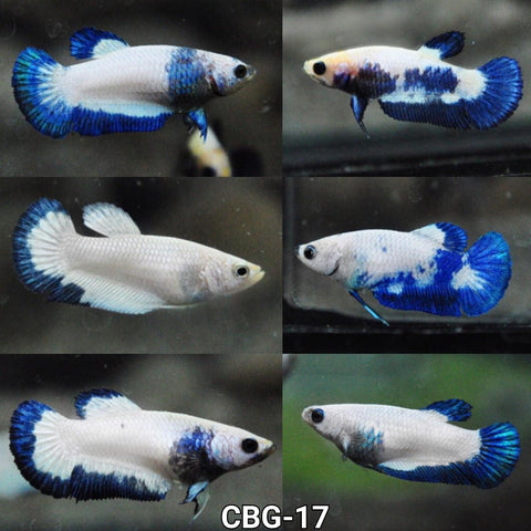 Live Freshwater Fancy Betta Female  Premium Plakat  Blue Rim Marble(CBG-017)- 5/SET