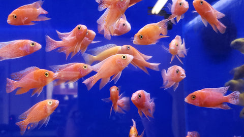 (CHD-132) STRAWBERRY PEACOCK CICHLID (AULONOCARA SP)