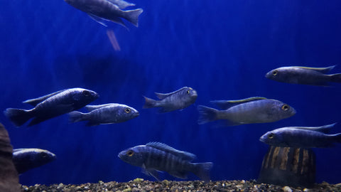 (CHD-124) HAPLOCHROMIS ELECTRIC BLUE CICHLID (SCIAENOCHROMIS AHLI)