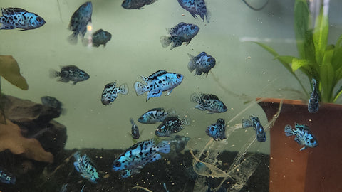 (CHD-148) ELECTRIC BLUE JACK DEMPSEY (CICHLASOMA OCTOASCIATUM)
