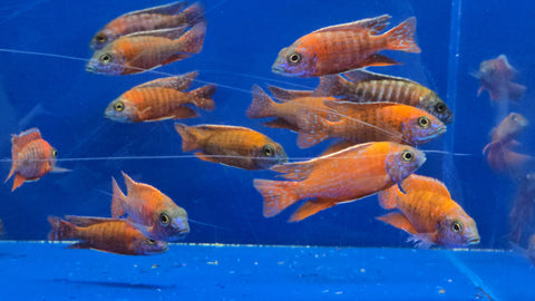 (CHD-103) RED PEACOCK CICHLID (AULONOCARA RUBESCENS)