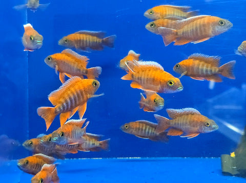 (CHD-118) RED JACOB PEACOCK CICHLID (AULONACARA JACOBFREIBERGI)