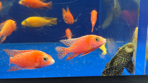 (CHD-133) AULONOCARA PINK PEACOCK DRAGON BLOOD CICHLID (AULONOCARA SP)