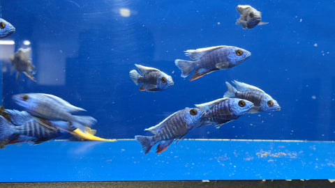 (CHD-114) BLUE MBENJI PEACOCK CICHLID (AULONOCARA MBENJI)