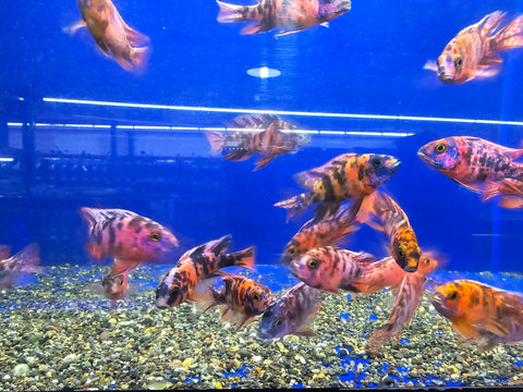 (CHD-112) SUPER RED OB PEACOCK CICHLID (AULONOCARA SP)