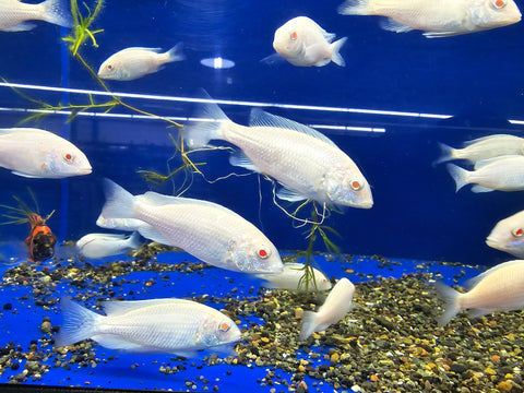 (CHD-167) CYRTOCARA MOORII “ALBINO" ALBINO BLUE DOLPHIN CICHLID (CYRTOCARA MOORII “ALBINO")