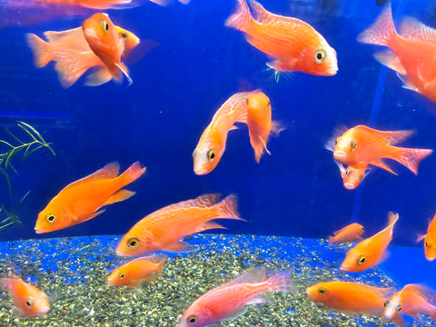 (CHD-165) SUPER RED PINK PEACOCK CICHLID (AULONOCARA SP)