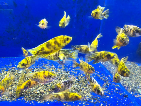 (CHD-111) YELLOW OB PEACOCK CICHLID (AULONOCARA SP)