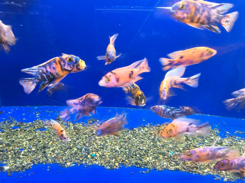 (CHD-109) OB PEACOCK CICHLID (AULONOCARA SP)
