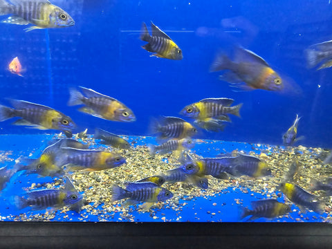 (CHD-128) YELLOW SHOULDER OR BI COLOR 500 PEACOCK CICHLID (AULONOCARA MAULANA)