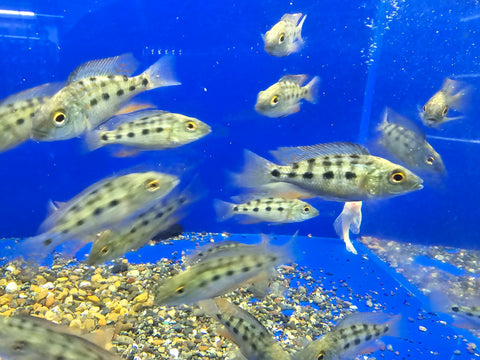 (CHD-139) HAPLOCHROMIS ROSTRATUS OR MALAWI SAND DIVER CICHLID (FOSSOROCHROMIS ROSTRATUS)