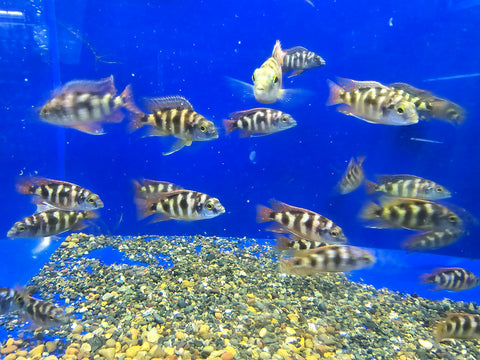 (CHD-138) HAPLOCHROMIS VC10 MILIMO CICHLID (PLACIDOCHROMIS MILOMO)