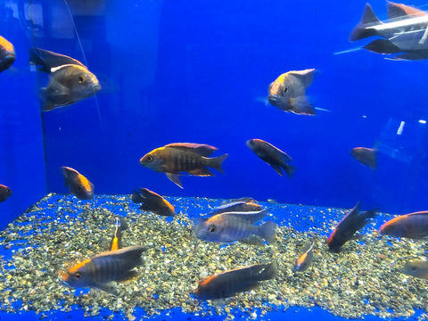 (CHD-129) SULFUR HEAD PEACOCK CICHLID (AULONOCARA MAYLANDI)