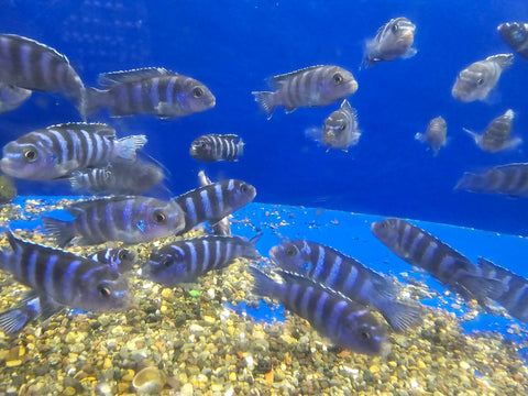 (CHD-168) DEMASONI MBUNA CICHLID (PSEUDOTROPHEUS DEMASONI)