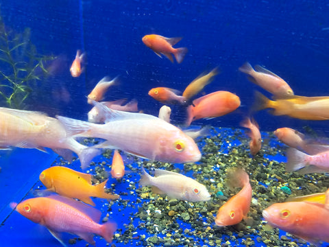 (CHD-134) AULONOCARA SP ALBINO ALBINO DRAGON BLOOD  CICHLID (AULONOCARA SP ALBINO)