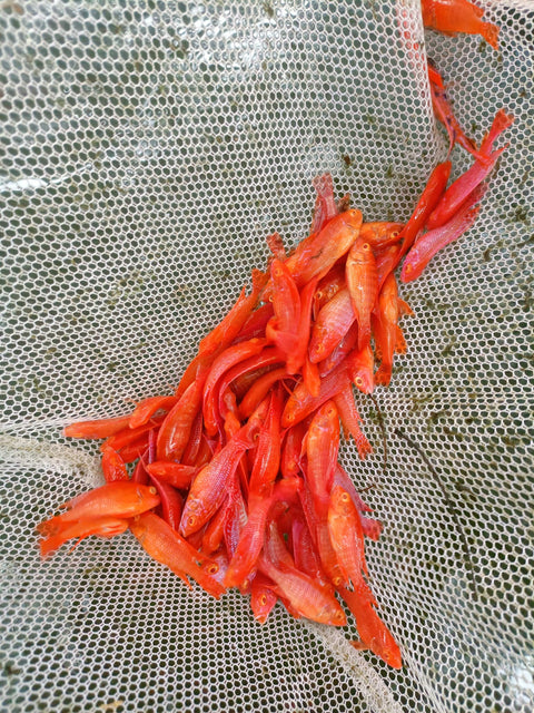 (CHD-166) ALBINO SUPER RED PINK PEACOCK CICHLID (AULONOCARA SP)