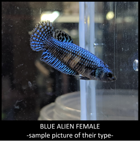 Live Freshwater Betta Alien Female Mix Hybrid  Blue, Green, Gray, Turquoise, copper (CBG-010)- 5/SET